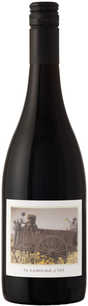 Syrah