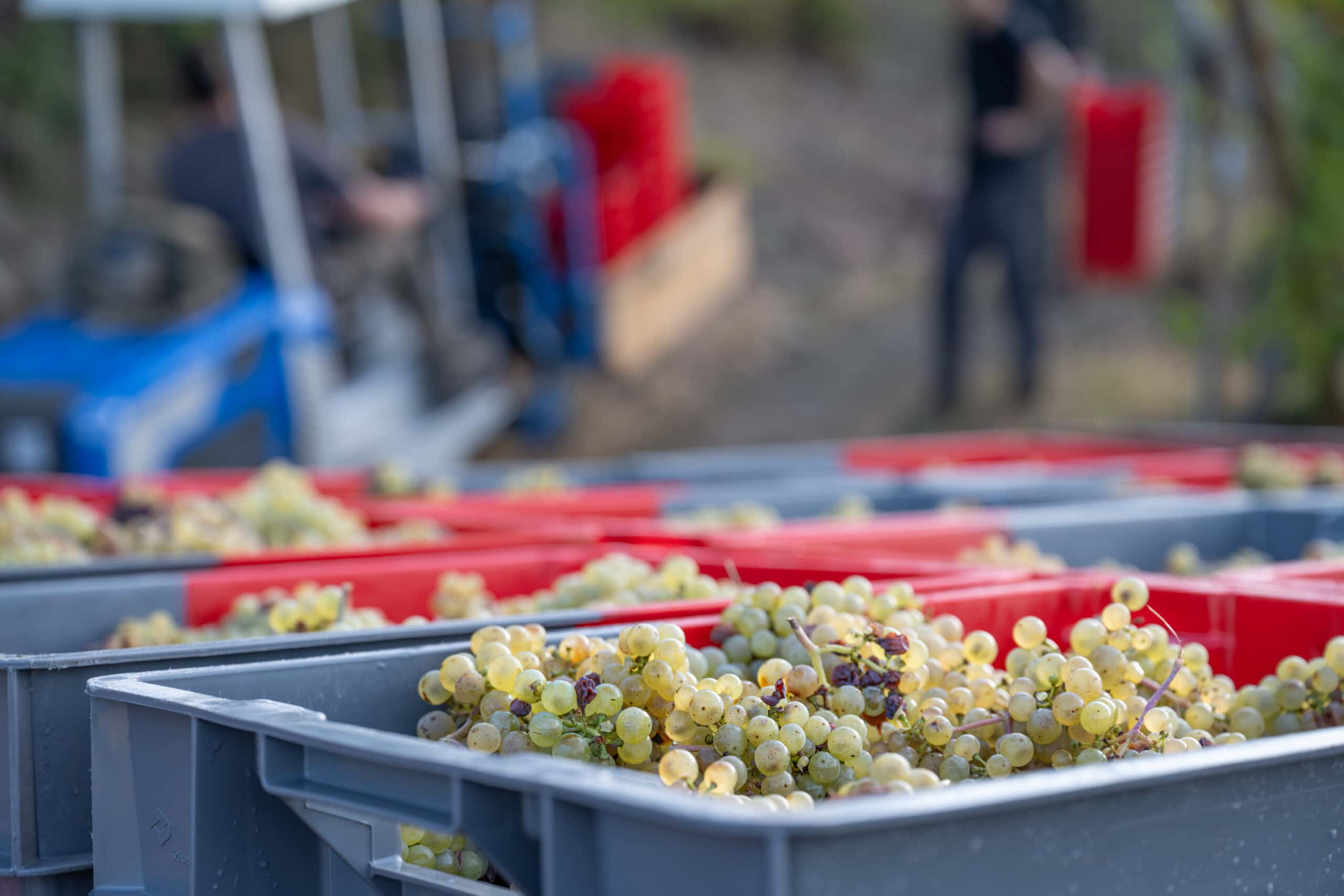 Weingut Domaines Schlumberger