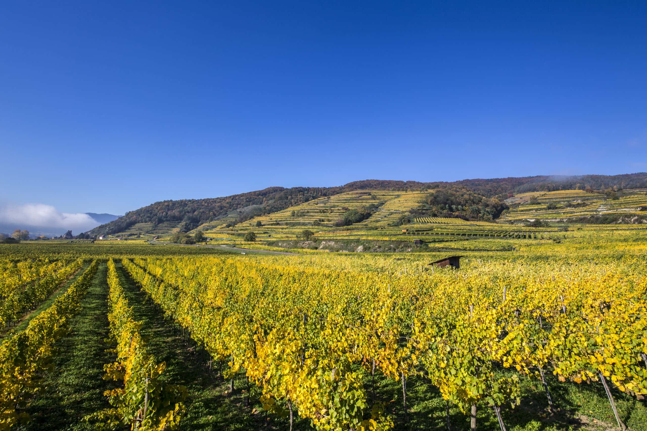 Weingut Weingut Rudi Pichler