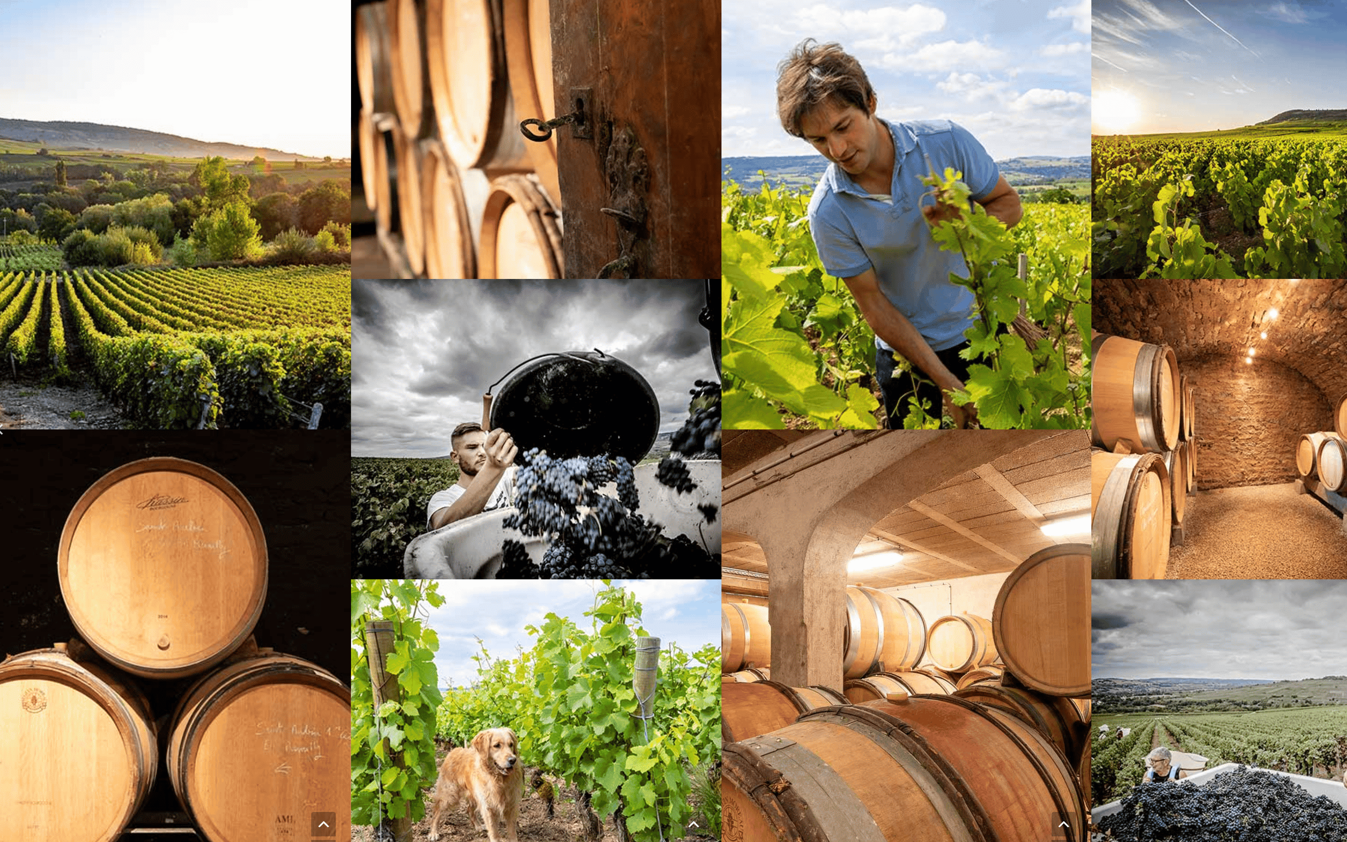 Weingut Bertrand Bachelet