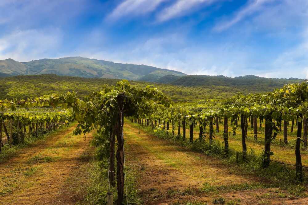 Ribera Del Duero Weine
