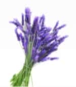 Lavendel 