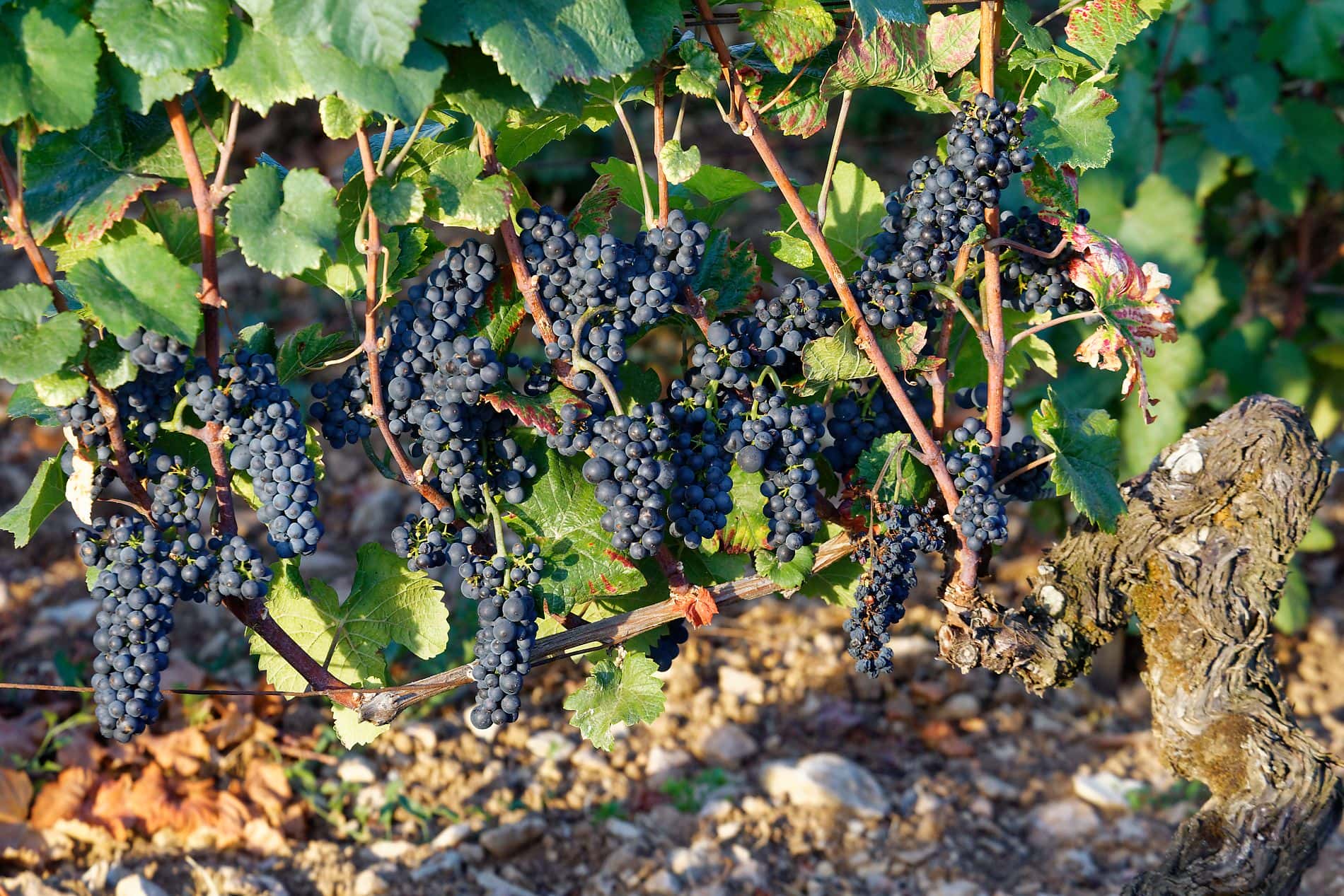 Weingut Domaine Joseph Voillot