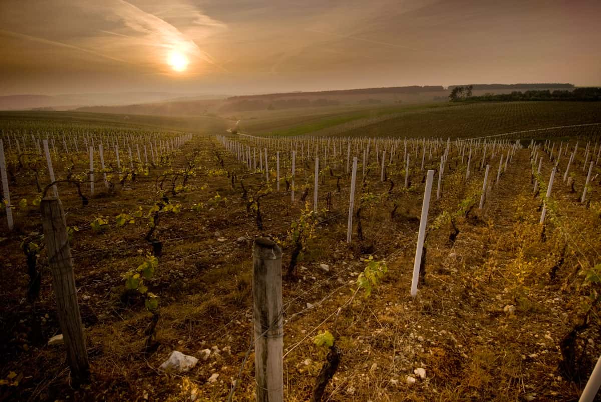 Weingut Domaine Régnard