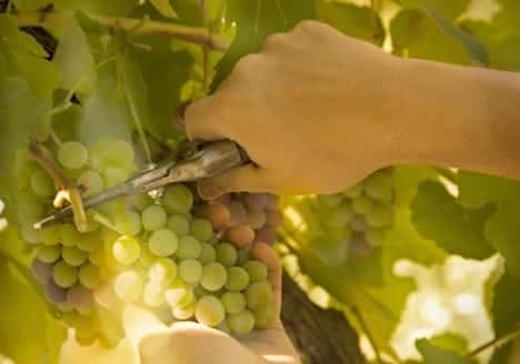 Vorgestellt: Bordeaux & Subregionen (Vorlage) Vorgestellt: Bordeaux &Amp; Subregionen (Vorlage)