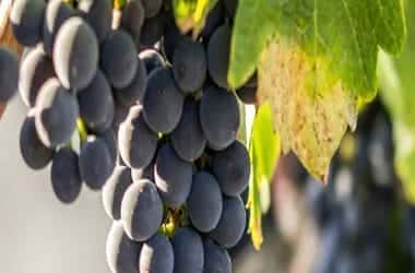Vorgestellt: Bordeaux & Subregionen (Vorlage) Vorgestellt: Bordeaux &Amp; Subregionen (Vorlage)